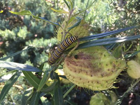 caterpillar with white black and yellow stripes on a plant