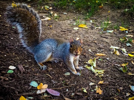 little squirrel looking at the camera in shockの写真素材