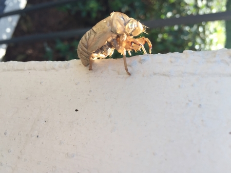 cicada wilting