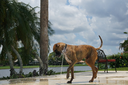 boxer dog drinks out of a pool fountain in backyardの写真素材