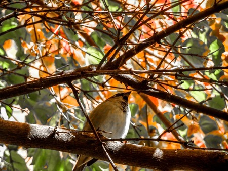 sparrow in a tree during fallの写真素材