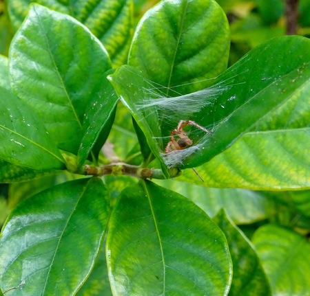 spider hides behind its web in a treeの写真素材