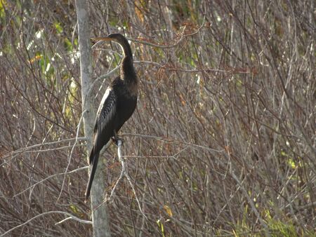 black bird in a marsh treeの写真素材