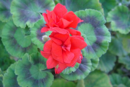 red roses on a bush with green leavesの写真素材