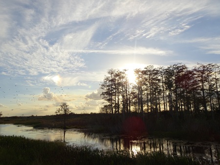 peaceful evening in the swamps of Floridaの写真素材