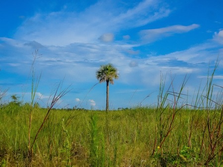 palm tree in a field of green grass on a summer dayの写真素材