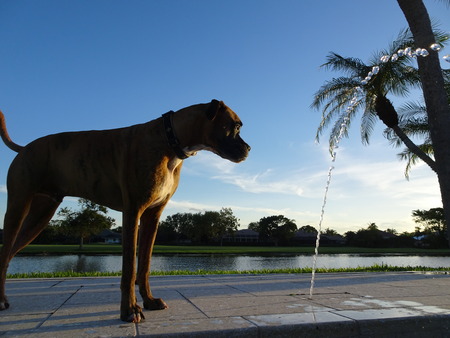 dog drinks out of a pool fountain at sunset and splashesの写真素材