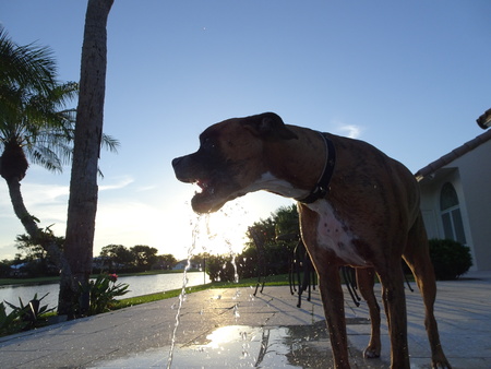dog drinks out of a pool fountain at sunset and splashesの写真素材
