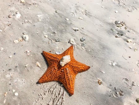 starfish and shells on the sandy beach shore