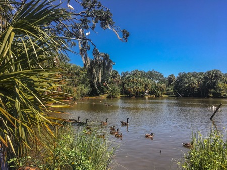 swampy landscape with white birds, trees, and a lakeの写真素材