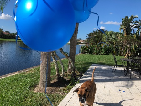 boxer dog plays with a balloon on the groundの写真素材