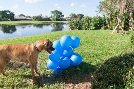 boxer dog plays with a balloon on the groundの写真素材