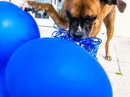boxer dog plays with a balloon on the groundの写真素材