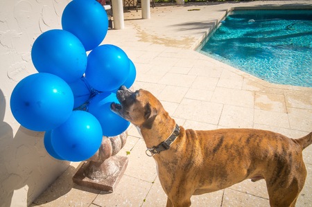 boxer dog plays with a balloon on the groundの写真素材