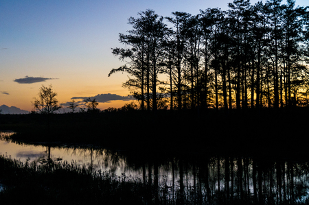 brilliant sunset reflecting in a lake through cypress trees in Louisianaの写真素材