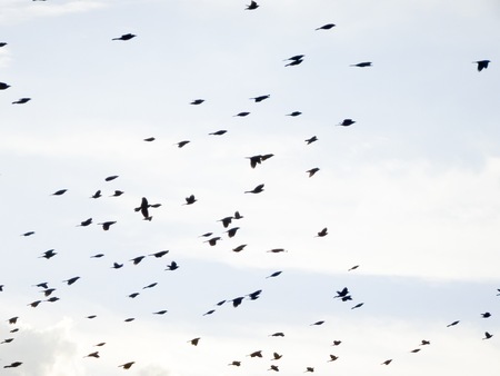 black birds flying over the treesの写真素材