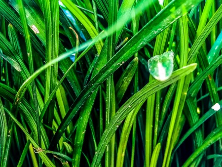 green grass blades in close focusの写真素材