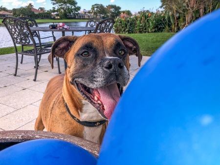 boxer dog plays with a balloon on the ground