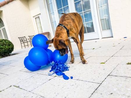 boxer dog plays with a balloon on the groundの写真素材