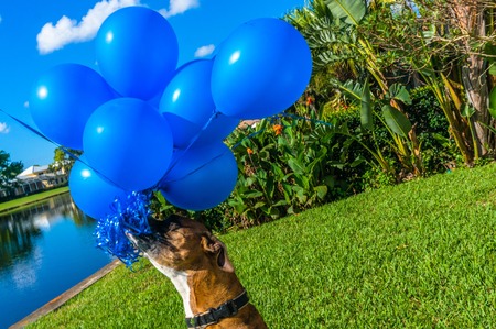 boxer dog plays with a balloon on the groundの写真素材