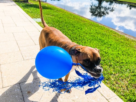boxer dog plays with a balloon on the groundの写真素材