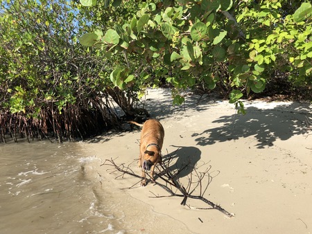 boxer dog fetches a stick in the ocean near mangrovesの写真素材
