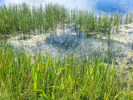 daytime in the swamps of Louisiana and Florida