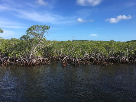 mangrove tree roots and the waves in the ocean