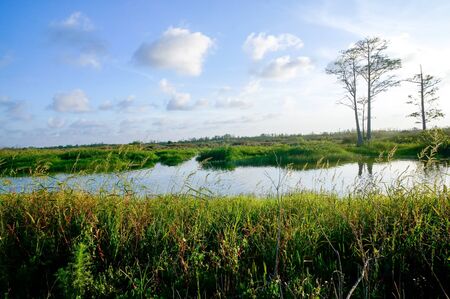 Blue skies in the Florida Evergladesの写真素材