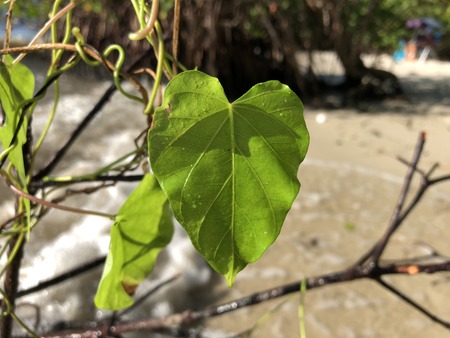 heart shaped leaf on a vine on the beach of an islandの写真素材