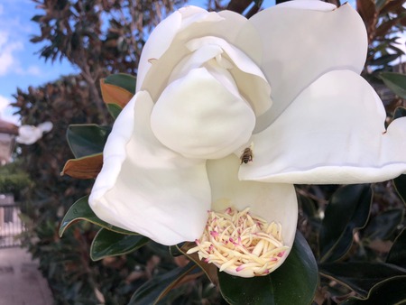 bee in a large white flower pollinating itの写真素材