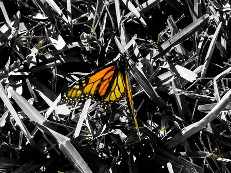 orange butterfly in black and white photograph