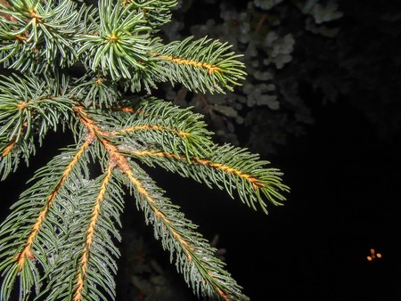snow covered pine needles on Christmas tree at night