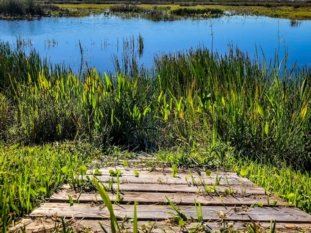 weeds growing through the cracks of a boat ramp in the swampの写真素材