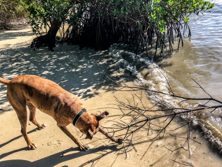 boxer dog fetches a stick in the ocean near mangrovesの写真素材