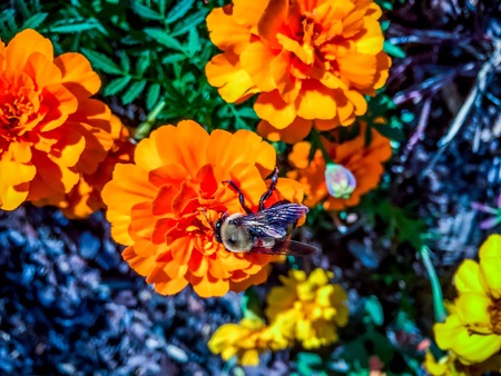 orange zinnia flower with bumble bee in Washington D.C.