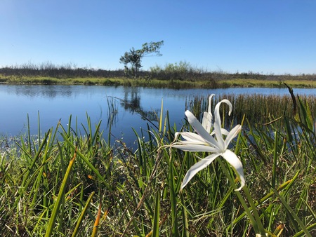 Swamp Flowers and reflections of the trees in a riverの写真素材