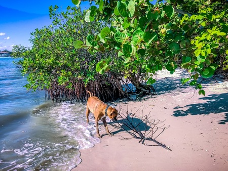boxer dog fetches a stick in the ocean near mangrovesの写真素材
