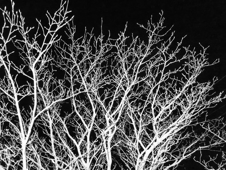 snow covered pine needles on Christmas tree at night