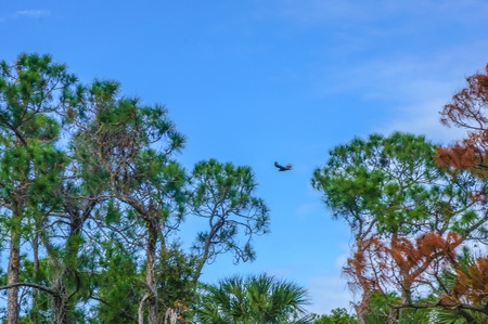slash pine trees in the Florida autumnの写真素材