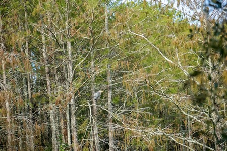 Great blue heron (Area herodias) perched in a cypress treeの写真素材
