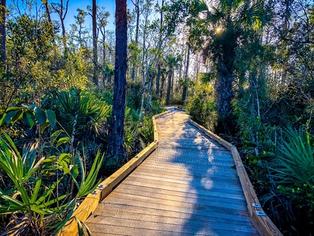 wooden path in the pine glades of Floridaの写真素材