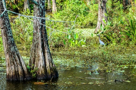 wading little blue herons in Florida cypress swampの写真素材