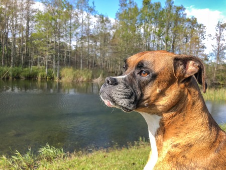 Brown boxer dog in cypress swamps of the South
