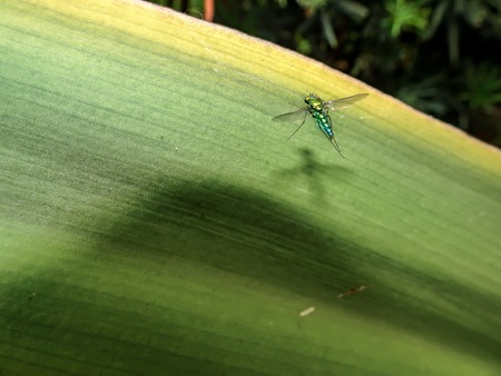 single metallic fly stands on a large green leaf