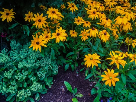 yellow black eyed susan wildflowers in the garden