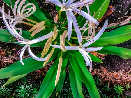 Giant White Spider Lily - Crinum asiaticum (poison bulb, giant crinum lily, grand crinum lily, spider lily)の写真素材
