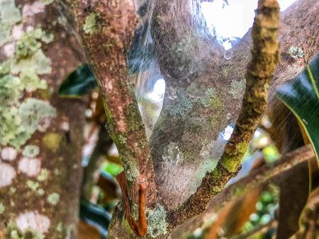 raindrops trapped in spiderweb in a tree