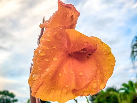 orange gladiolus flowers after a light rainの写真素材