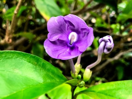 little Yesterday today and tomorrow flowers with raindrops on a Brunfelsia Shrubs